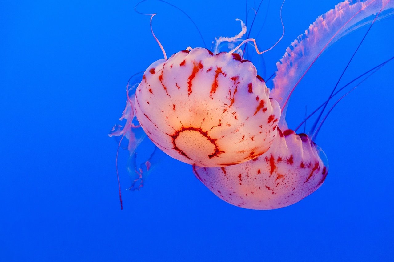 Cientistas Descobrem Novas Espécies de Águas-Vivas de Águas Profundas na Fossa das Marianas