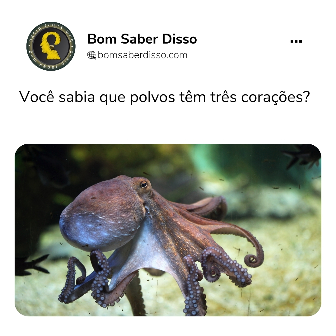 Você sabia que polvos têm três corações?